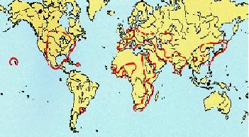 Distribution of Downy Mildew