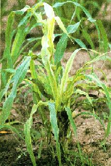 Leaf symptoms