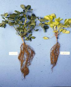 Nitrogen deficient groundnut plant