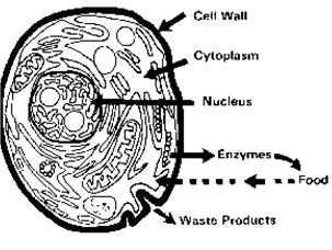 food spoilage and control