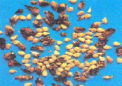 Contamination of pearl millet seed with ergot infested ones