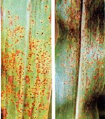 Rust in Pearl millet