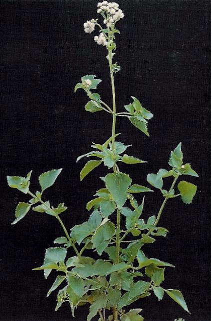 Ageratum conyzoides (L.)