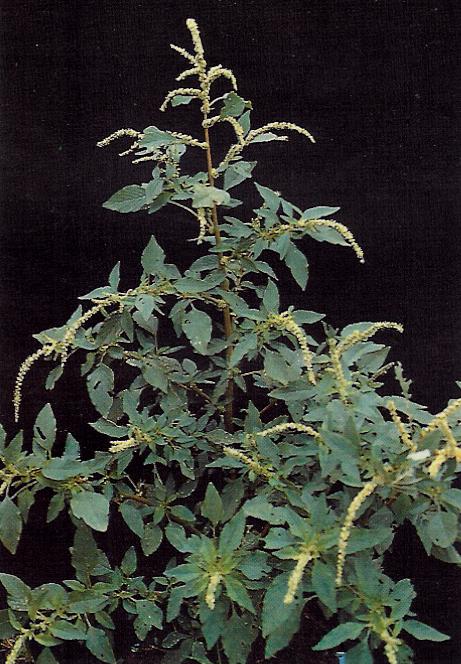 Amaranthus spinosus L