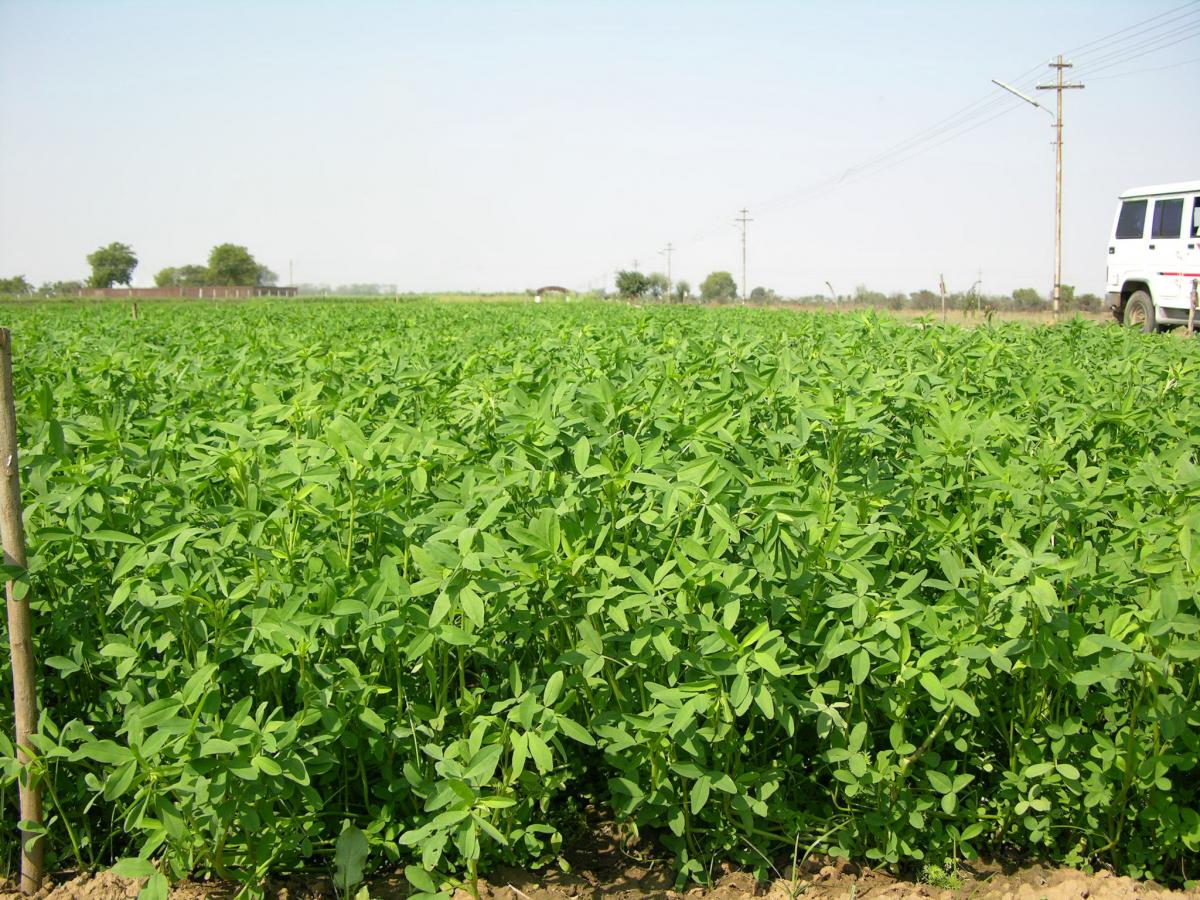 Berseem Crop