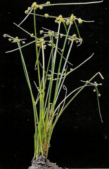 Cyperus difformis L