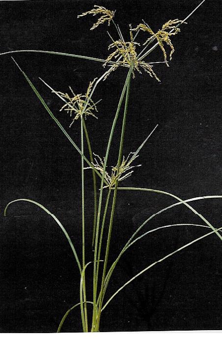 Cyperus iria L.