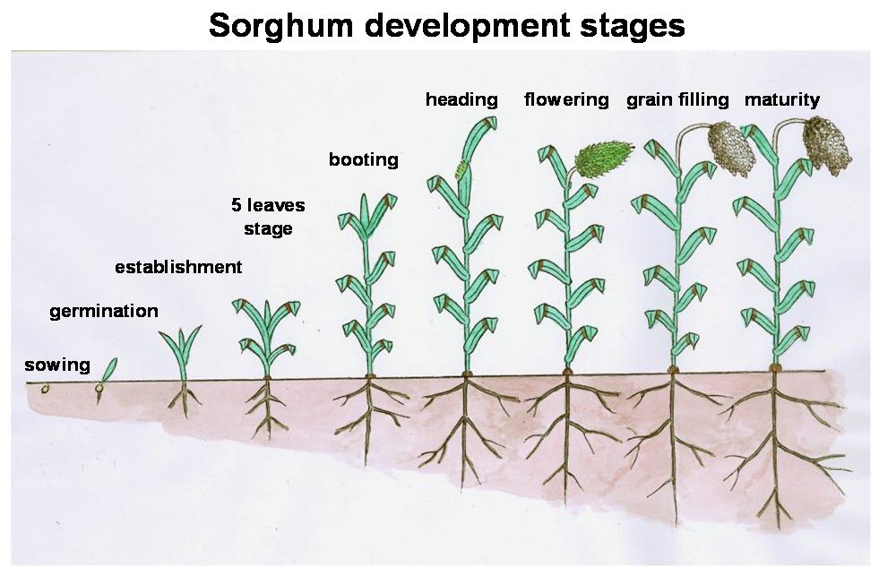 Development stages of sorghum in English