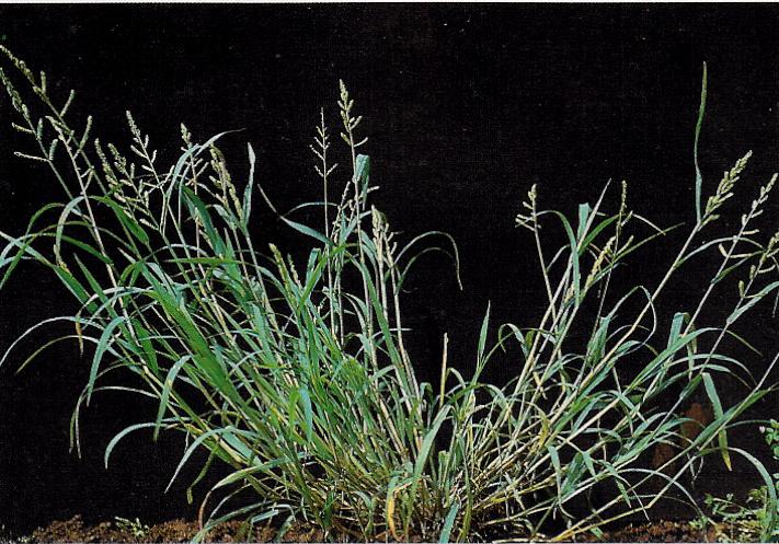 Echinochloa colona