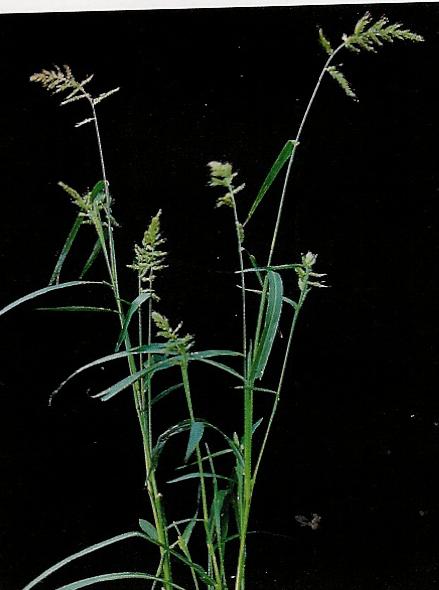 Echinochloa glabrescens