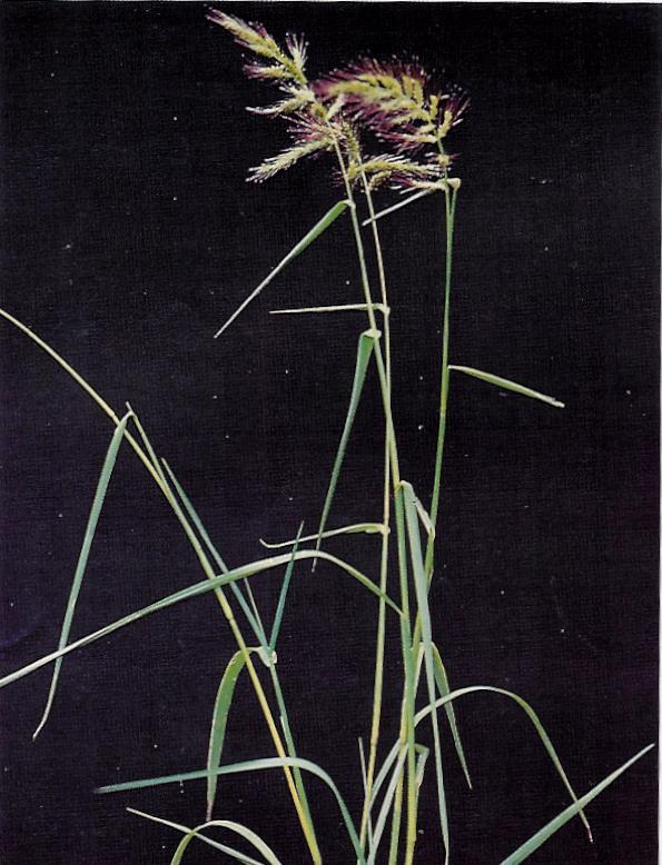 Echnochloa crus-galli (L.)