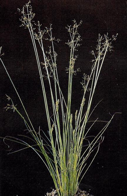 Fimbristylis miliacea (L.)