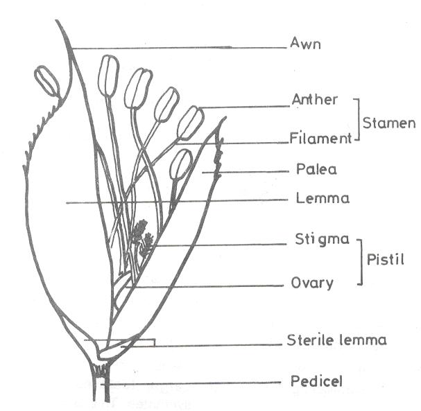 flowered rice spikelet