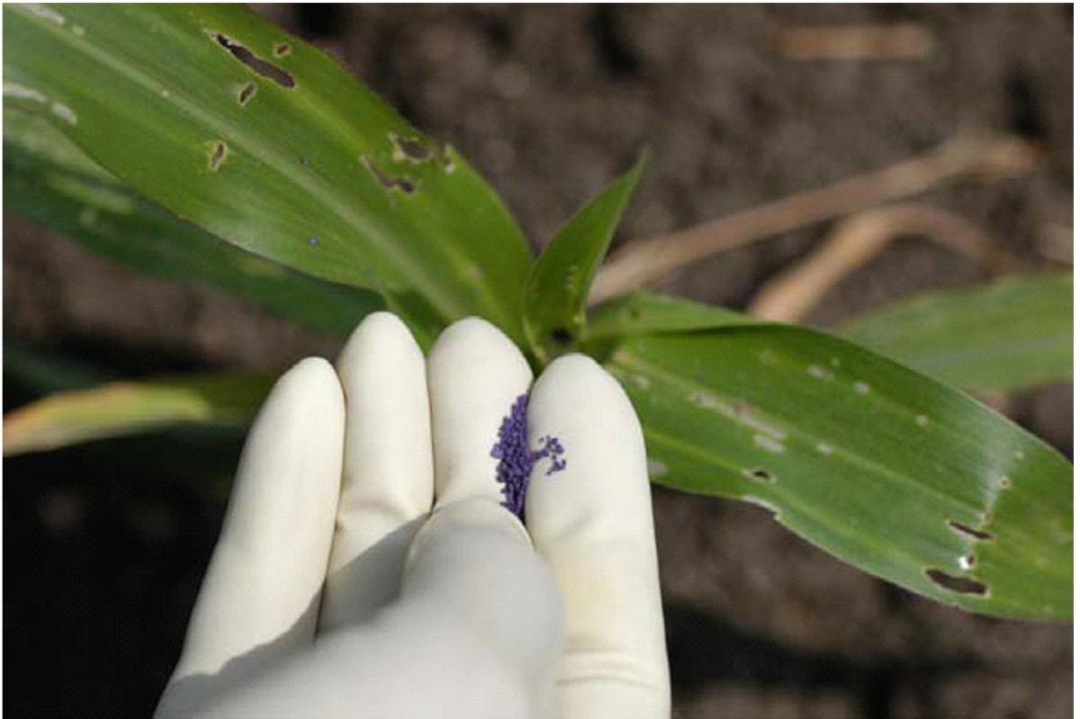 Application of carbofuran granules in the leaf whorl to control shoot fly and stem borer damage in sorghum 