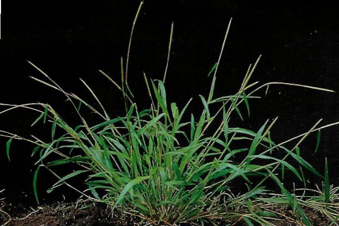 Ischaemum rugosum