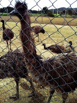 Emu in an Indian Farm