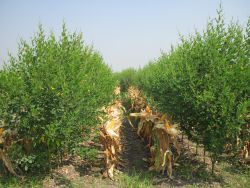 Maize intercrop with pigeonpea