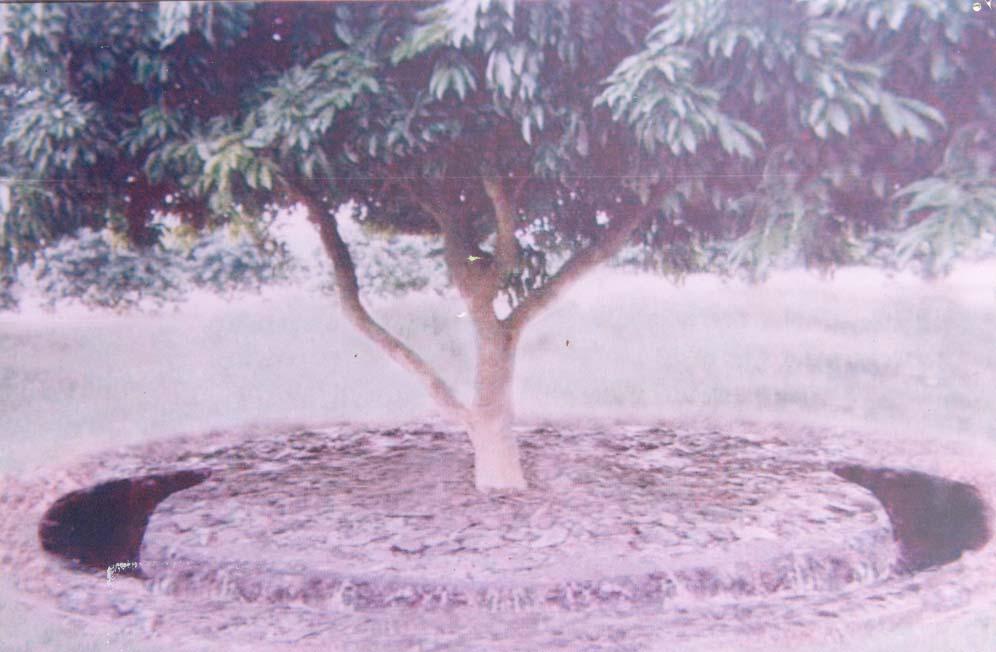 Application of phosphatic and potassic fertizers up to  the 30 cm depth