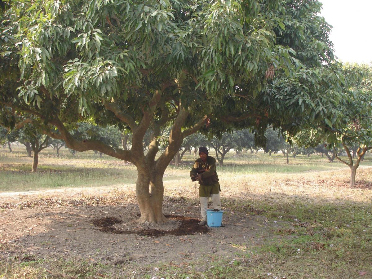 Application of manures around the plant