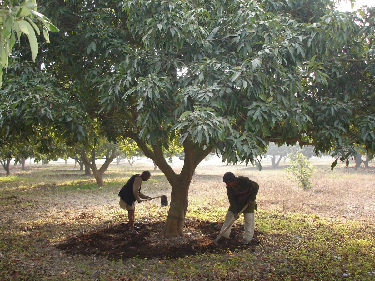 Mixing of manures in the soil