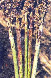Pustules on inflorescence stalks 