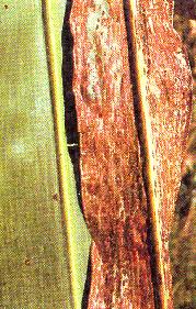 Rust affected leaf