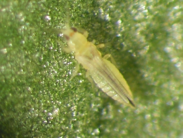Chilli thrips (Scirtothrips dorsalis) 