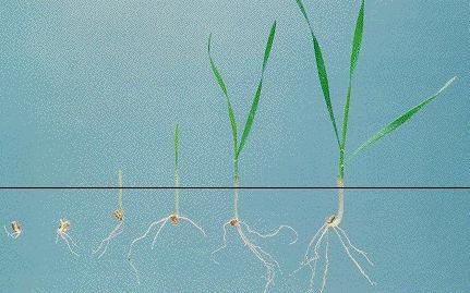 Root system of wheat