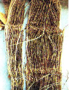 disintegration of stalk tissues