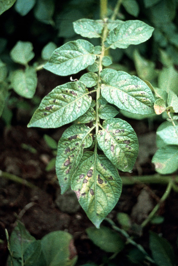 early blight of potato