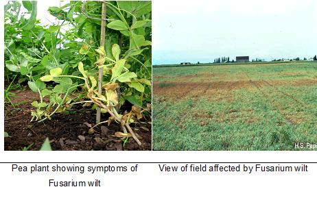 fusarium wilt