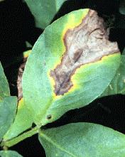 Anthracnose