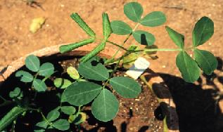 Cowpea mild mottle 