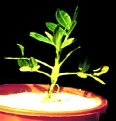 P Deficiency