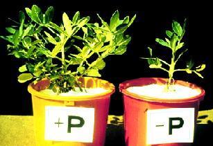 P Deficiency
