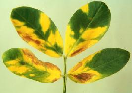 Peanut yellow spot2