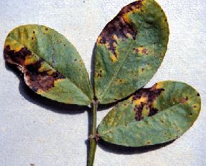 Pestalotiopsis Leaf Blight