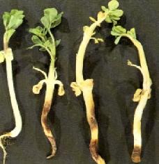 Rhizoctonia damping off