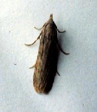 Rice moth