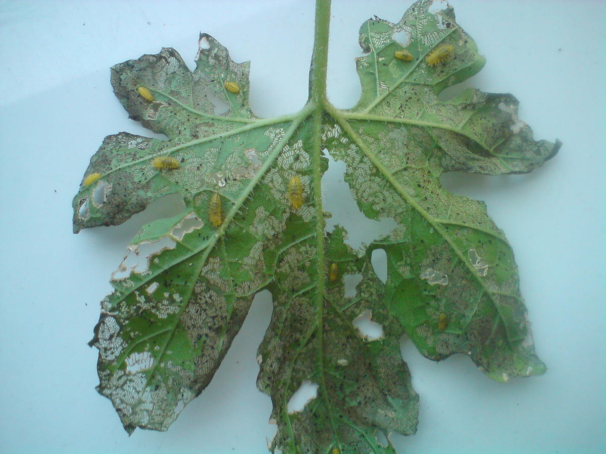 hadda beetle larva on bitter gourd