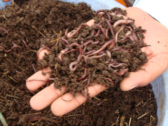 Vermi-compost--fertilizer and manure making process with the help of earthworms