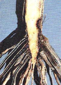 Infected roots
