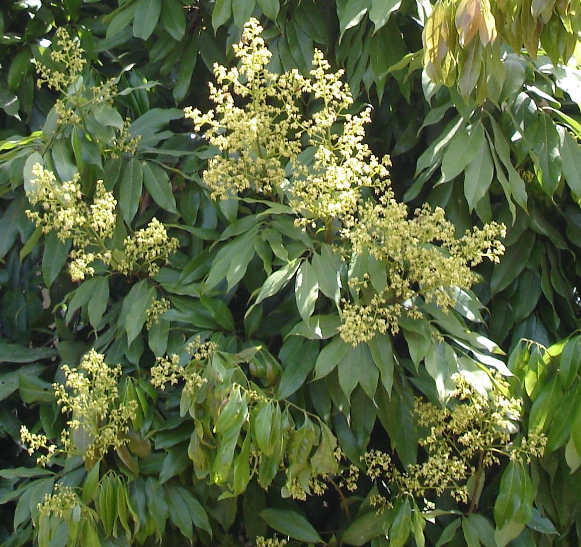 Litchi inflorescence