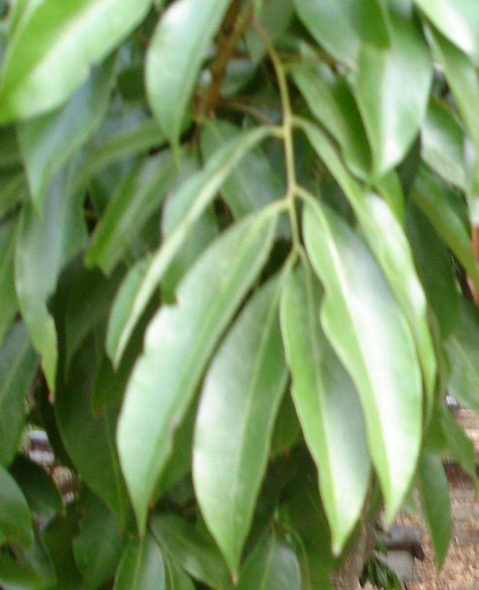 Litchi leaf
