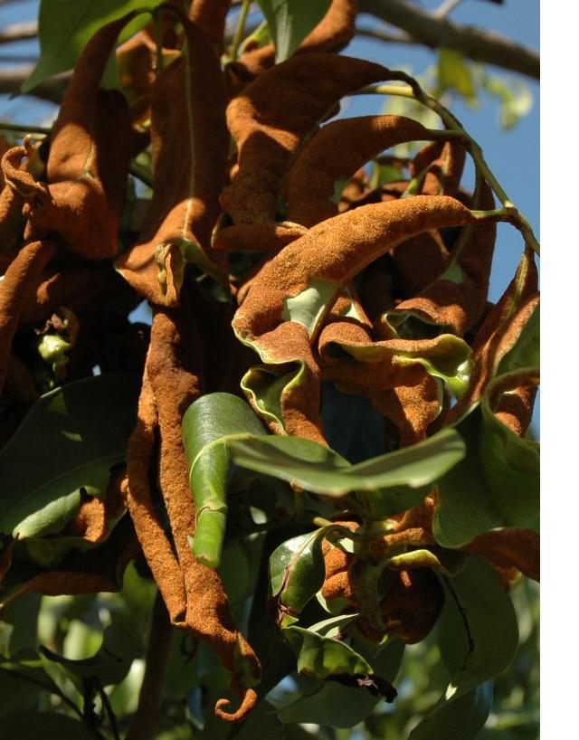 velvety growth in litchi leaves due to mite