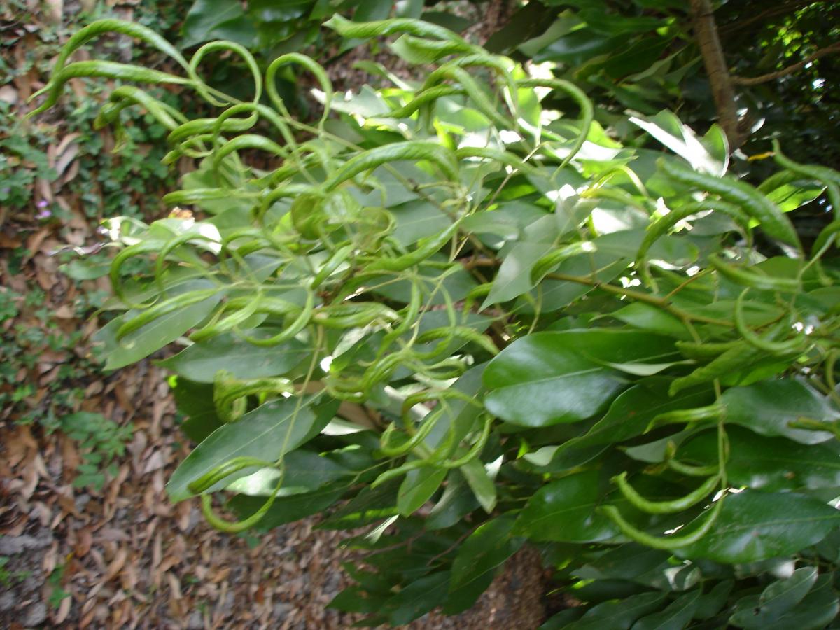Curling of litchi leaves due to mite