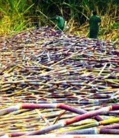 manual harvesting