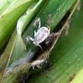 http://krishisewa.com/disease/dwheat/aphids.jpg