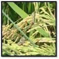 http://krishisewa.com/disease/dwheat/armyworm.jpg