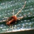 http://krishisewa.com/disease/dwheat/brownmite.jpg